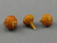 Dollhouse Scale Model Onion (image for) Dollhouse Scale Model Onion